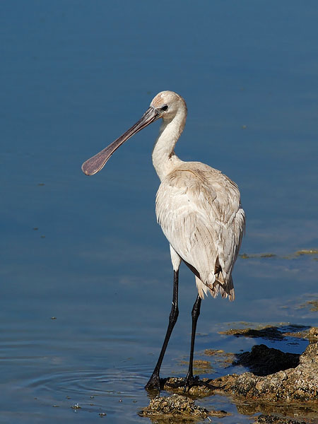 Kapustahaikara, Eurasian Spoonbill, Platalea leucorodia